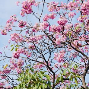 Ngắm những cung đường hoa kèn hồng rực rỡ ở TP.HCM