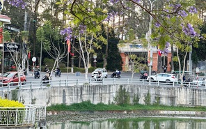 Mai anh đào, phượng tím, ban trắng đồng loạt nở rộ khắp Đà Lạt