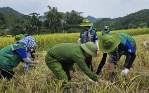 Tình nguyện viên TP.HCM giúp dân sửa nhà, gặt lúa sau bão số 3