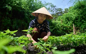 Ngày mai 16-11, Học bổng Vì tương lai Việt Nam - Ngăn dòng bỏ học về với Gia Lai