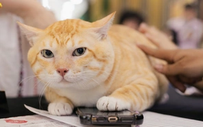 Ngắm nhìn dàn mèo đẹp khoe sắc tại Lễ hội Giáng sinh thú cưng 2025