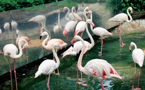 Hồng hạc sinh ra có màu hồng không?