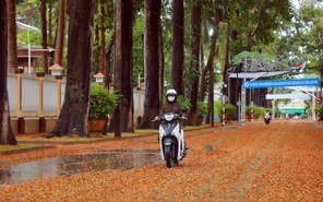 Tháng 5 ra phố ngắm hoa chò xoay tít trong gió