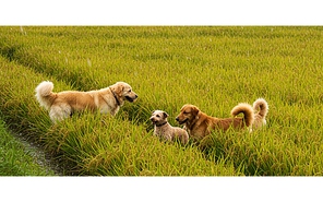 Quiz: Nếu là một cơn mưa, bạn sẽ rơi xuống đâu?