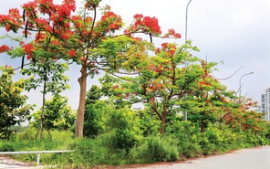 Tản văn: Thành phố có còn những đường phượng bay?