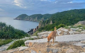 Chú chó vàng được đánh giá 5 sao trên Google Maps và câu chuyện về 'bạn dẫn đường đặc biệt'