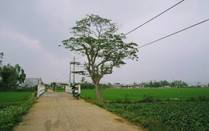 Bài tham dự sân chơi viết Chuyến xe mùa xuân: Chở má thăm xuân