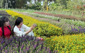Tết này về Đồng Tháp check-in vườn hoa Mãn Đình Hồng