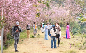 Về Đà Lạt, check-in những cung đường mai anh đào rợp sắc hồng