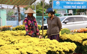 Ngập tràn sắc xuân tại chợ hoa Tết Bính Ngọ phường Ngã Bảy (TP Cần Thơ)