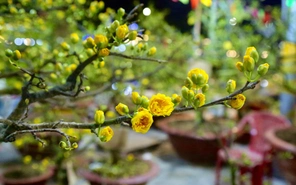 Bài tham dự sân chơi viết Chuyến xe mùa xuân: Những miền quê gần lại