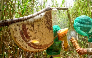 Tết này đến Cà Mau chơi đâu vui, ăn gì ngon?