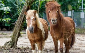Ngày xuân nghe cư dân Thảo cầm viên chúc Tết