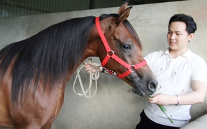 Trải nghiệm cưỡi ngựa ở quán cà phê ở Tây Ninh