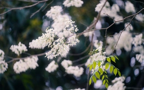 10 lời chào tháng 3 ấm áp, ý nghĩa, khởi đầu tháng mới rực rỡ