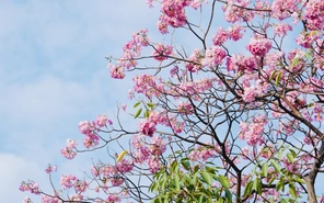 Ngắm những cung đường hoa kèn hồng rực rỡ ở TP.HCM