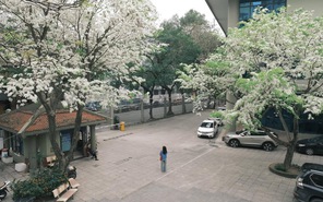 Ngẩn ngơ trước vẻ đẹp tinh khôi của mùa hoa sưa Hà Nội