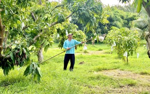 Độc đáo những vườn xoài trên núi ở Hòn Đất (An Giang)