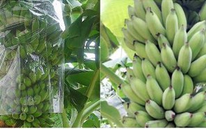 Học sinh Cần Thơ nghiên cứu sản phẩm bảo quản rau củ quả từ... vỏ chuối