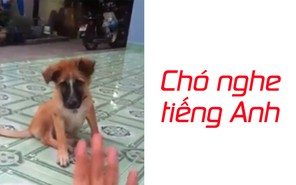 Hay quá, chó nghe được tiếng Anh