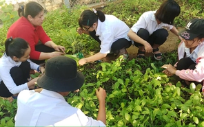 Trồng "vườn rau đoàn kết" gây quỹ ủng hộ học sinh khó khăn