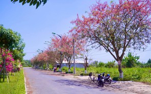 Về Đồng Tháp, thích thú với con đường rợp sắc hoa ô môi