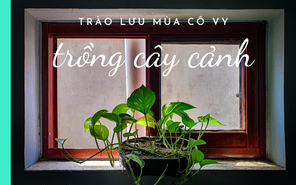 Gen Z thích thú với trào lưu trồng cây cảnh trong mùa giãn cách