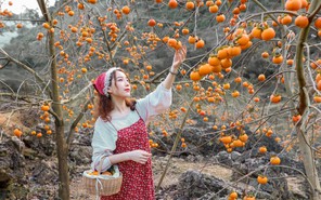 Mê mẩn với mùa hồng chín rộ trên cao nguyên Mộc Châu