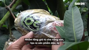 Đẹp mắt xoài in chữ thư pháp chưng tết