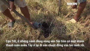 Đào bắt chuột ven Sài Gòn những ngày giáp Tết