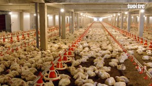 Anh Việt Quốc chủ động nguồn cung thịt gà sạch từ trang trại công nghệ cao