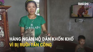 Hàng ngàn hộ dân khốn khổ vì bị ruồi tấn công