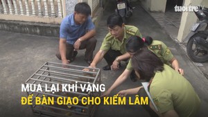 Mua lại khỉ vàng để bàn giao cho kiểm lâm