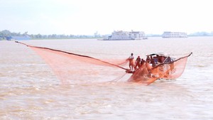 Sôi động mùa cá linh miền Tây