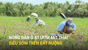 Nông dân ồ ạt ươm mít thái siêu sớm trên đất ruộng