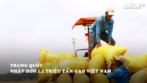 Trung Quốc nhập hơn 1,1 triệu tấn gạo Việt Nam