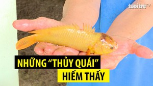 Góc nhìn trưa nay 4 - 11 | Những “thủy quái” hiếm thấy