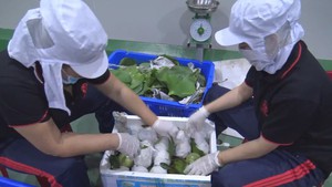 Háo hức đưa vú sữa Lò Rèn đi Mỹ