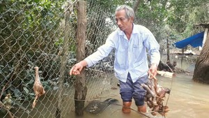 Dân khóc nghẹn khi nhìn gia cầm chết trong lũ