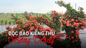 Độc đáo kiểng thú bông trang