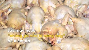 Lấy mẫu nước “nhúng gà vào là vàng óng” để kiểm tra