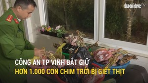 Công an TP Vinh bắt giữ hơn 1.000 con chim trời bị giết thịt