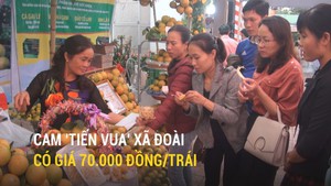 Cam ‘tiến vua’ Xã Đoài có giá 70.000 đồng/trái