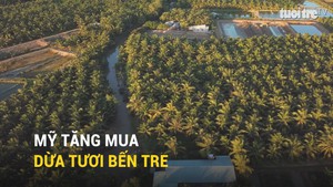 Mỹ tăng mua dừa tươi Bến Tre