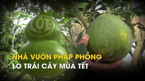 Thời tiết bất lợi, nhà vườn phập phồng lo trái cây mùa Tết