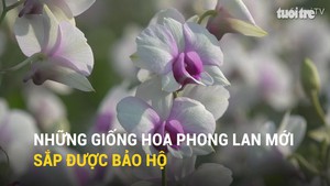 Những giống hoa phong lan mới sắp được bảo hộ