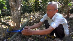 Nhà vườn lo lắng nạn trộm cắp trái cây mùa Tết