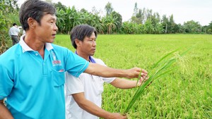 Tin nóng 24G ngày 12-1-2019: “Ruộng nhà mình”, lợi cả đôi đường