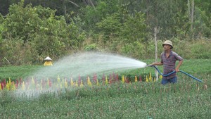 Làng hoa Núi Dinh hối hả vào vụ Tết