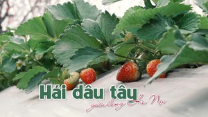 Trải nghiệm hái dâu tây giữa lòng Hà Nội